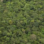 3_Amazon Green Lung
