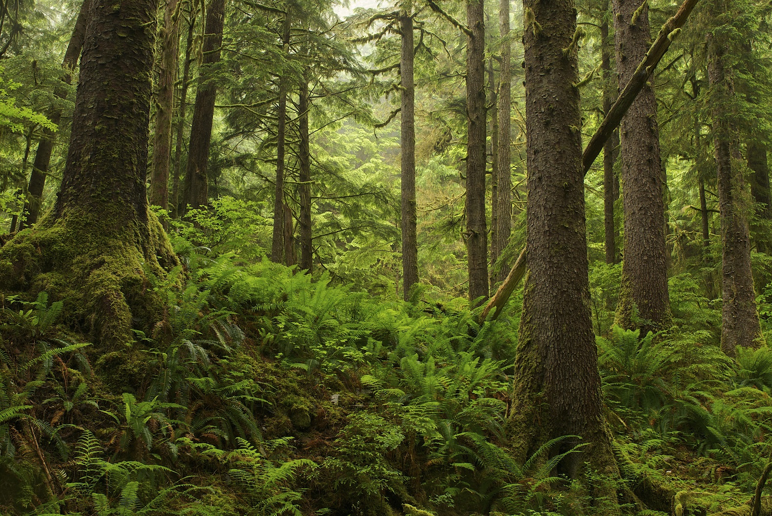 6_Great Bear Rainforest Canada - Polemics