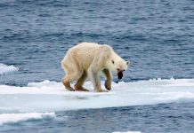 Aftermath of the Katowice Summit – Is the Battle for the Future Lost?