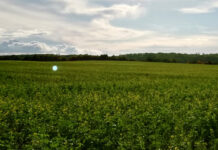 The Farm to Fork Strategy: A Green Transition for the EU Common Agricultural Policy?