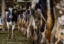 The Next Pandemic: A Question of When, Not If