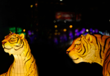 The Free and Open Indo-Pacific and the Rise of China: ‘Tigers’ Should Find a Way to Co-Exist in the Same Mountain