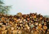Lumber Shortages: A Crisis in Disguise