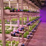 Skyward Symphony: the Melody of Vertical Farming