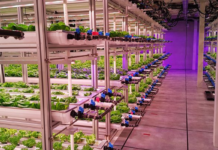 Skyward Symphony: the Melody of Vertical Farming
