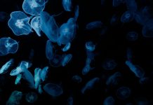 The High Cost of Looking Away: How Motivated Ignorance Fuels Authoritarianism