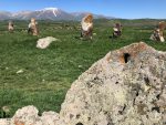 Dragon Stones of the Highlands: How Armenia’s Forgotten Vishapakars Are Rewriting Bronze Age History