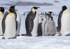 Penguin Diplomacy: A Canary in the Snow Globe