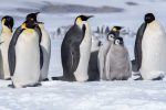 Penguin Diplomacy: A Canary in the Snow Globe
