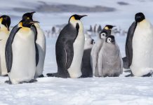 Penguin Diplomacy: A Canary in the Snow Globe